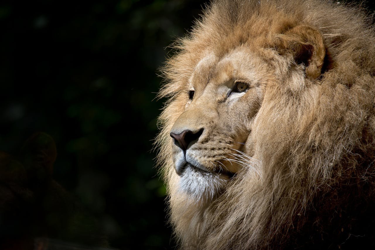 hero-gallery-01 Close-up of a lion basking in the sunlight, showcasing its majestic mane and fierce expression.