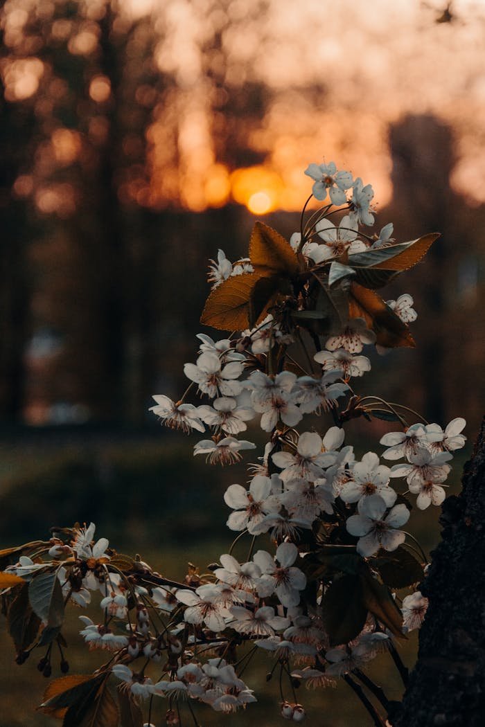 programs-01 Beautiful cherry blossoms set against a warm autumn sunset outdoors.