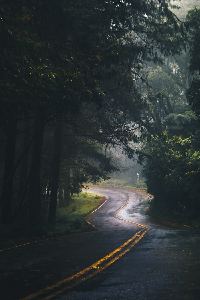 cta-01 A tranquil curved forest road after rain, surrounded by lush green foliage and tall trees.