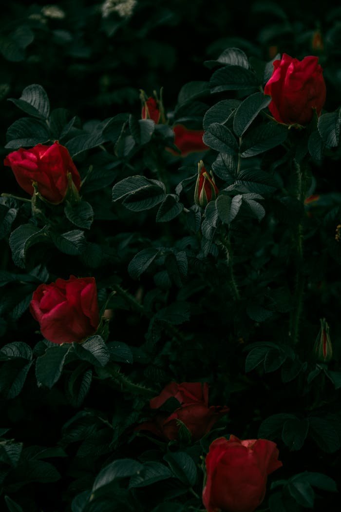 hero-gallery-03 Captivating dark-themed image of vibrant red roses surrounded by lush green leaves in a garden.