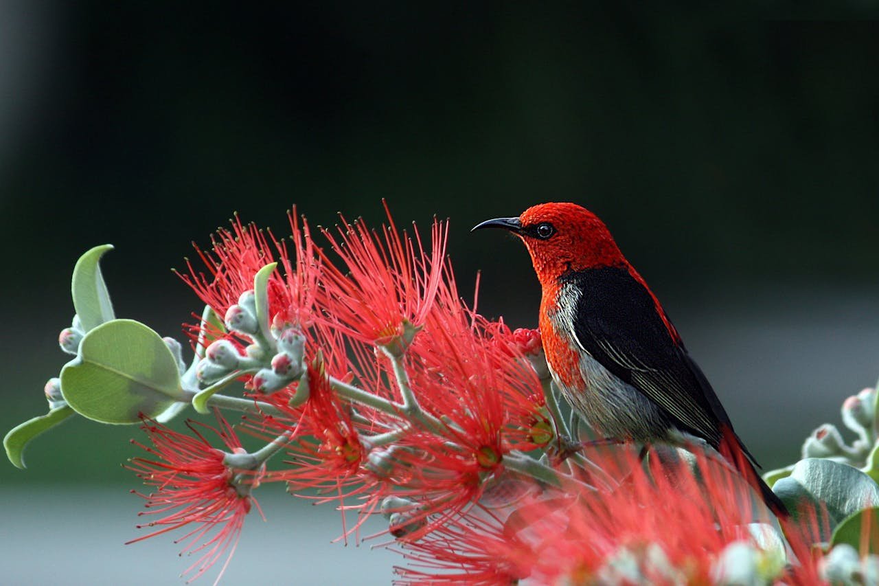 hero-gallery-02 Close-up of a Scarlet Honeyeater perched on vibrant red flowers, showcasing natures vivid colors.