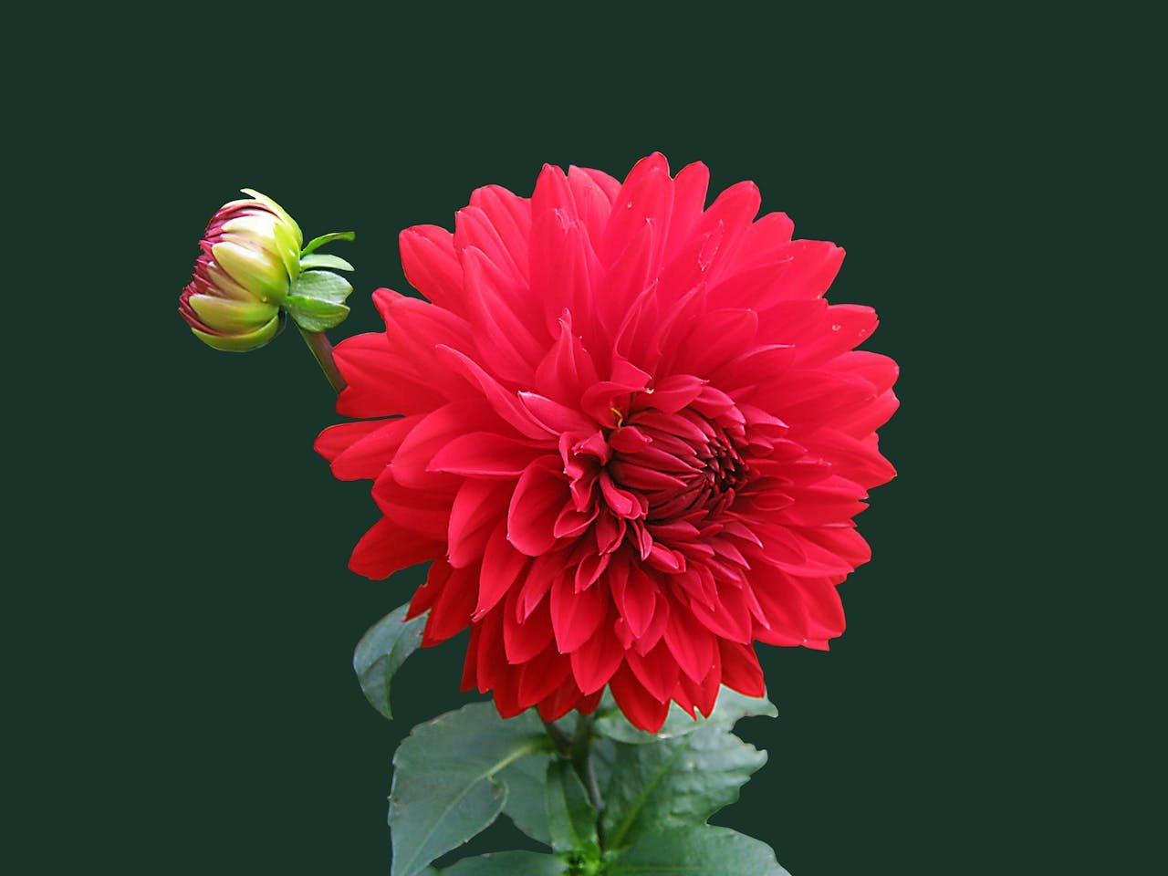 gallery-img-05 A stunning red dahlia in full bloom with green foliage, captured against a dark background.