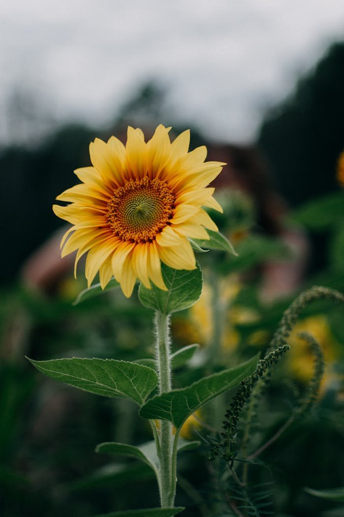 about-img Close-up of a vibrant sunflower in a lush green field on a bright summer day.